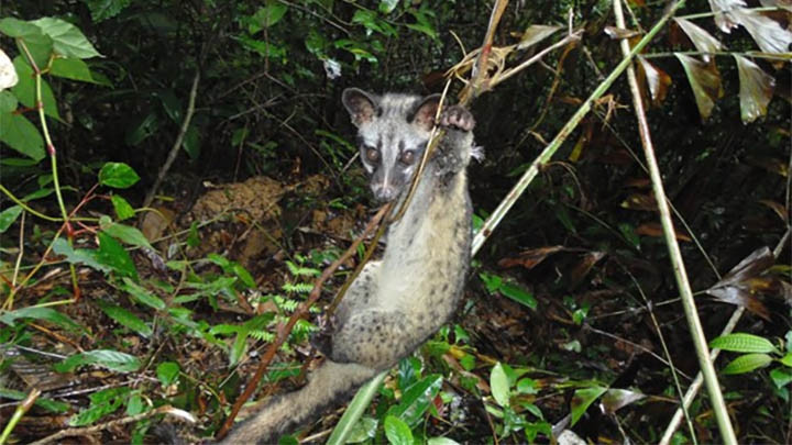 Une civette dans la Réserve naturelle de Saola, province de Thua Thiên-Huê. Photo : WWF/VNA.