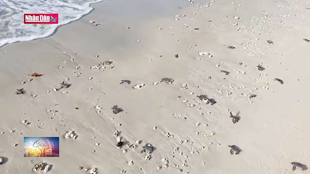 Initiative sur la protection des tortues marines à Côn Dao