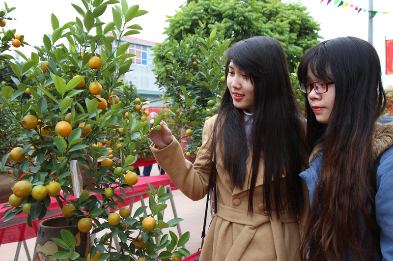 Le kumquat à Tu Liên.