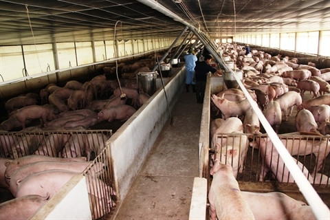 L’utilisation de substances interdites dans la production, le traitement et la conservation d’aliments sera gravement sanctionnée. Photo: VNA/CVN.