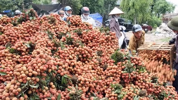 Fructueuse récolte de litchi dans la province de Bac Giang (Nord). Photo: VNA.