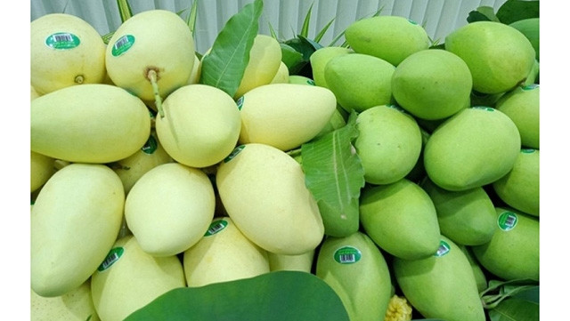 Des mangues Dông Thap. Photo : congthuong.vn.