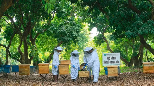 Le Centre d’études sur les abeilles et d’apiculture tropicale est le premier établissement du Vietnam menant des recherches sur l’apiculture. Photo: VNP