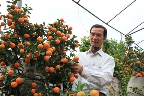 L'arboriculteur Bùi Thê Manh. Photo: dantri/CVN.