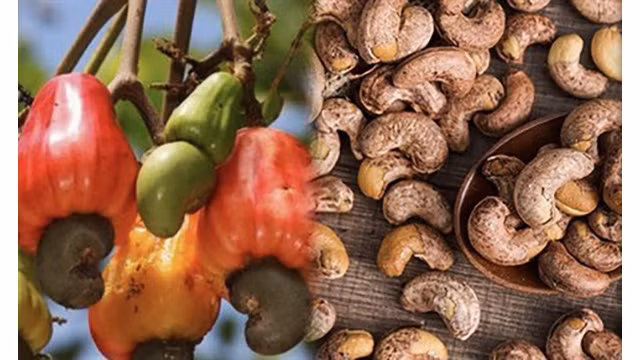 Le Vietnam a vu ses exportations de noix de cajou baisser sur les six premiers mois de 2022.