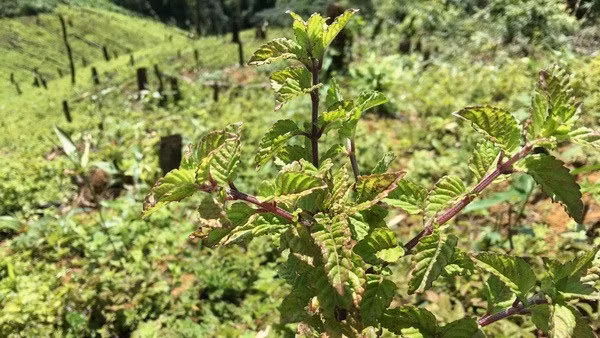 Une plante de Mesona chinensis. Photo : VNA.
