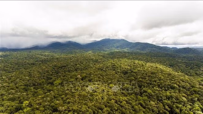 La Réserve naturelle de Nam Nung s’étend sur trois districts : Dak G’long, Dak Song et de Krông Nô à Dak Nong. Photo : VNA