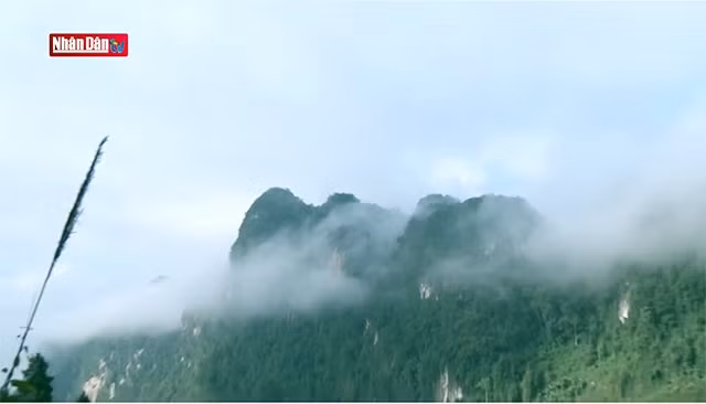 À la découverte de la forêt de conifères de Phong Nha-Ke Bang