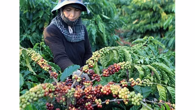 L'Algérie a la demande d'importation des produits phares du Vietnam tels que café, poivre... Photo : VNA.
