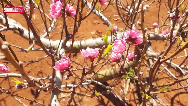 L’éclosion des fleurs de pêcher du Nord au Tây Nguyên
