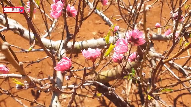 L’éclosion des fleurs de pêcher du Nord au Tây Nguyên