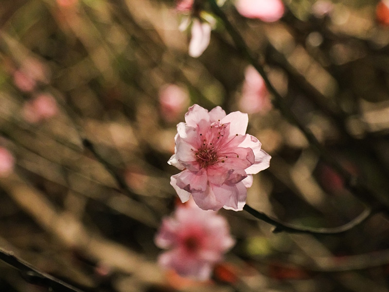 Le marché aux fleurs de Quang An à l’approche du Têt 2022