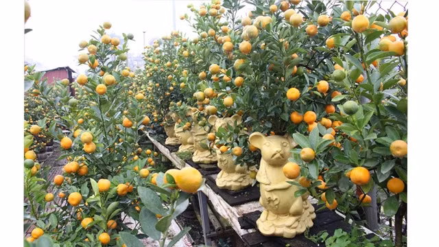 Les propriétaires des jardins de kumquats du village traditionnel de Tu Liên se pcipitent pour répréparer le Têt.
