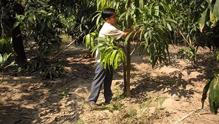 Fermier exemplaire, Dinh Công Tâm. Photo: VOV.