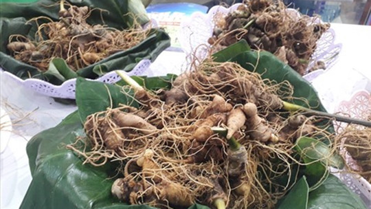 Les ginsengs présentés au festival du ginseng de Ngoc Linh. Photo : VNA
