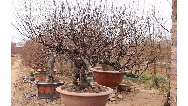 Un jardin des fleurs de pêcher à Hanoi. Photo : VNA.