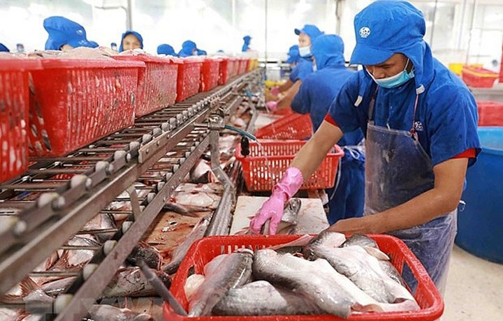 Le Mexique est devenu le 3e plus grand consommateur de pangasius du Vietnam, après la Chine et les États-Unis. Photo : VNA.