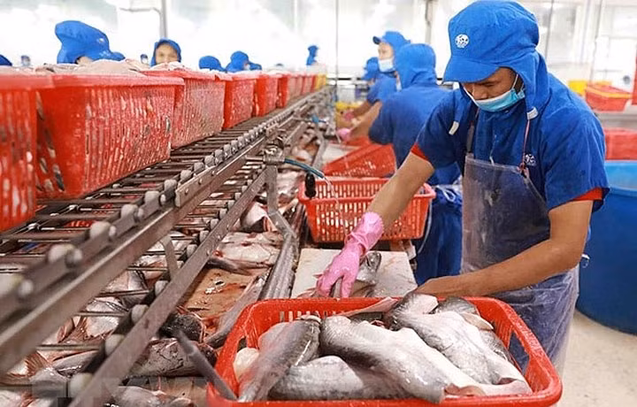 Le Mexique est devenu le 3e plus grand consommateur de pangasius du Vietnam, après la Chine et les États-Unis. Photo : VNA.