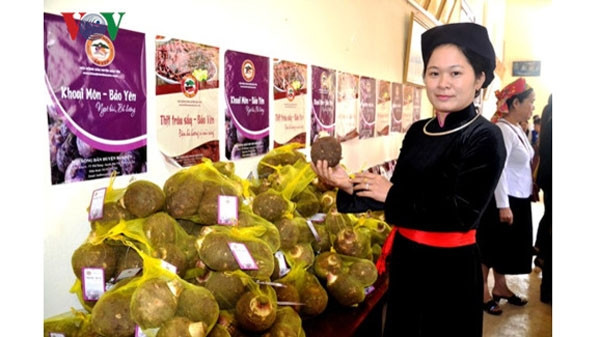 Les tubercules de taro du district de Bao Yên. Photo : VOV