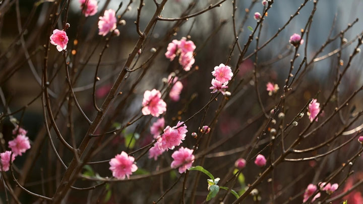 Des fleurs de pêcher dans la rue.