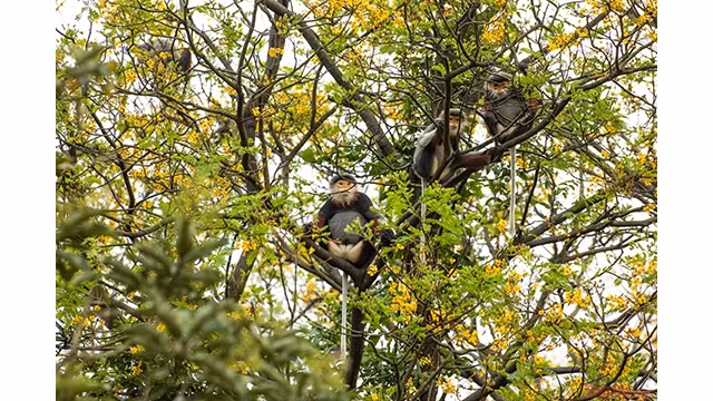 Doucs à pattes rousses - péninsule de Son Trà. Photo : NDEL.