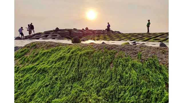 Les visiteurs affluent pour prendre des photos sur le plus beau rocher de mousse de Phu Yên. Photo : Journal Thoi Dai.