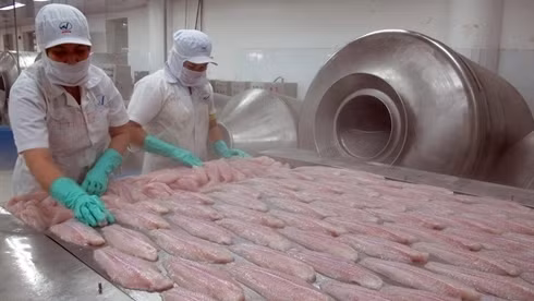 Les pangasius vietnamiens sont exportés dans 150 pays et territoires pour un chiffre d'affaires annuel de 1,8 milliard de dollars. Photo: VNA.