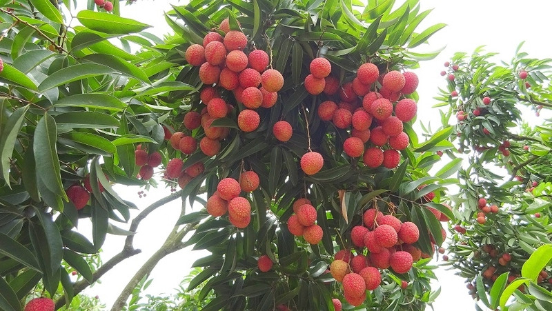 Les litchis vietnamiens sont populaires en Australie grâce à leur goût particulier. Photo d'illustration : DH/NDEL.
