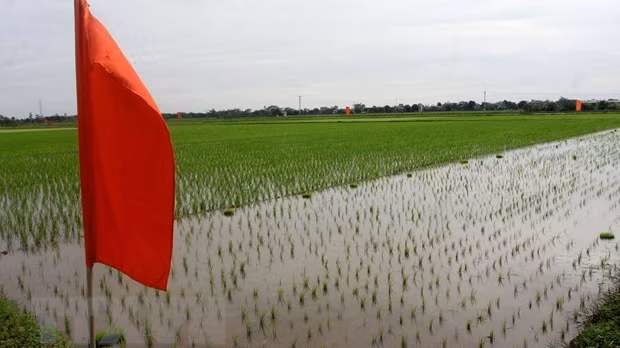 Champ de la commune Lien Hoa, district de Dông Hung, province de Thai Binh. Photo : VNA.