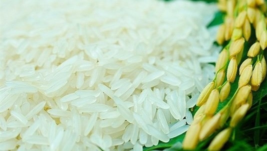 ST25 présente des qualités exceptionnelles : grain long, couleur blanc clair et riz cuit parfumé et collant. Photo : baodansinh.vn 
