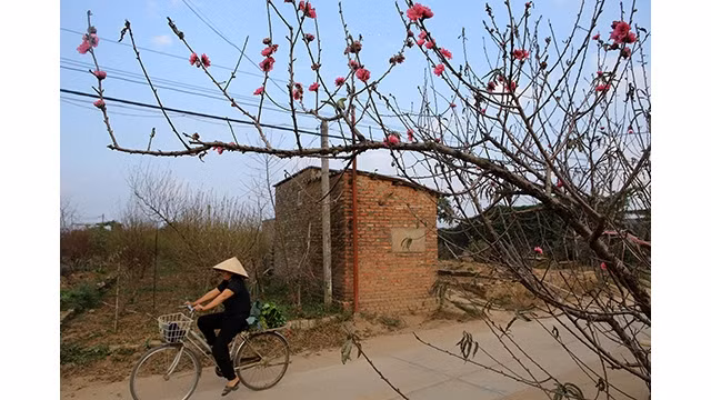 Les fleurs de pêcher dans les jardins de Nhât Tân. Photo : https://dantri.com.vn/