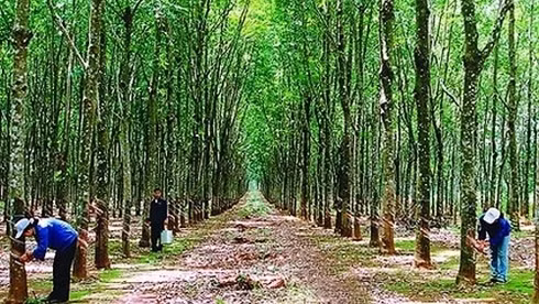 Plantations d’hévéa au Cambodge se trouvent parmi les grands projets d'investissement des entreprises vietnamiennes à l'étranger. Photo: VNA.