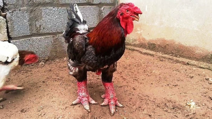 Un coq de Dông Tao.
