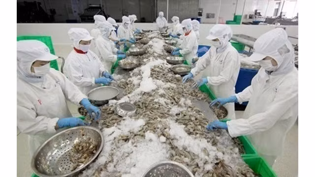 Transformations de crevettes pour l'export au groupe Minh Phu. Photo : VNA.