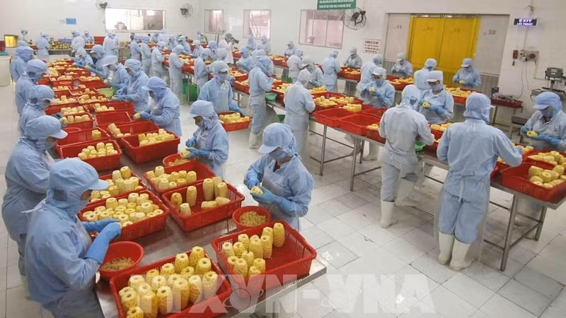 Une usine de transformation de fruits et de légumes à An Giang. Photo : VNA.