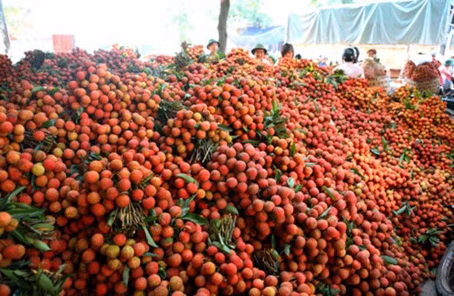 Les litchis de Luc Ngan ont été exportés vers de nombreux pays du monde, comme la Chine, la Thaïlande, les États-Unis et l’Australie. Photo : KTDT