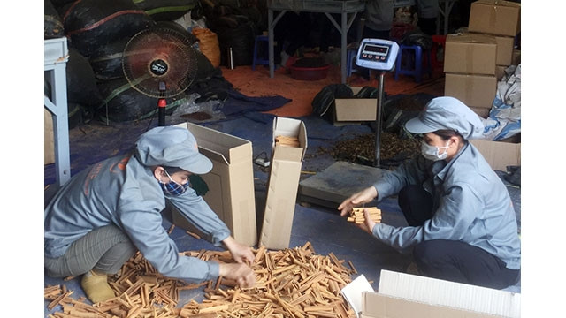  La cannelle de la province de Lào Cai exportée vers 9 pays. Photo : Journal Lào Cai.
