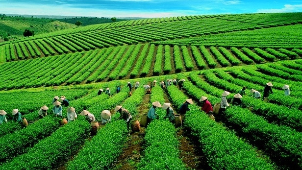 Photo d'illustration: baodautu.vn