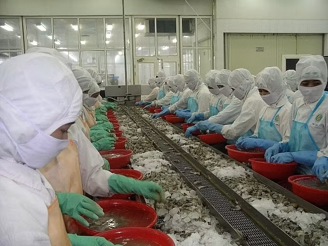 Transformation de crevettes pour l'exportation. Photo : congthuong.vn