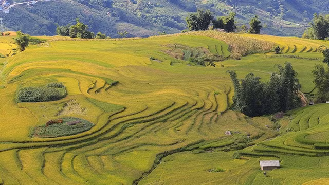 De la fin août au début du mois de septembre, les rizières de la commune de Y Ty virent au jaune vif. C’est le meilleur moment pour que les visiteurs puissent admirer la beauté époustouflante du riz mûr.