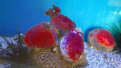 Une espèce d’échinodermes dans la zone marine de Phu Quoc. Photo: VOV.