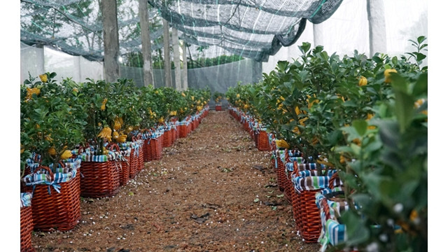 Le plus grand village de culture de fruits de cédratier main-de-Bouddha de Hanoi est prêt pour le Têt