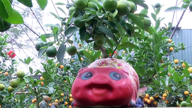 Des pots de kumquat décoratifs originaux pour le Têt traditionnel du Cochon