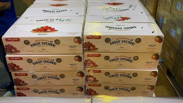 Tous les envois de litchis sont emballés dans le filet, conservés dans le nylon et traités au bromure de méthyle avant l'embarquement. Photo : Vietnam Airlines.
