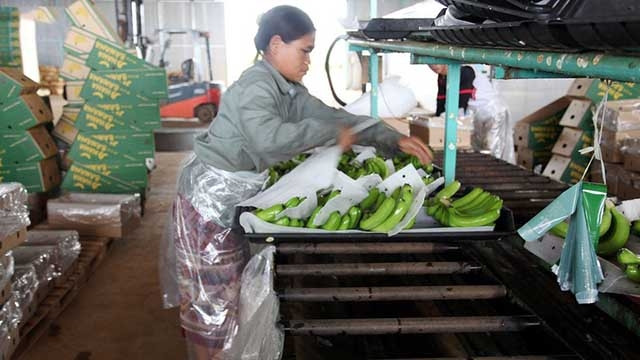 Une ouvrière de la compagnie agricole Hoàng Anh Attapeu emballe des bananes pour l'exportation. Photo: VOV