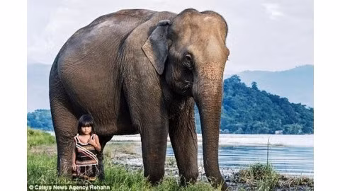 Une petite fille vietnamienne et un éléphant.