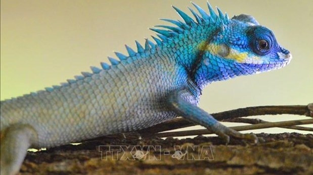 L'agame versicolore, également appelé galéote versicolore ou lézard arlequin ou agame arlequin, au parc National de Kon Ka Kinh. Photo: VNA