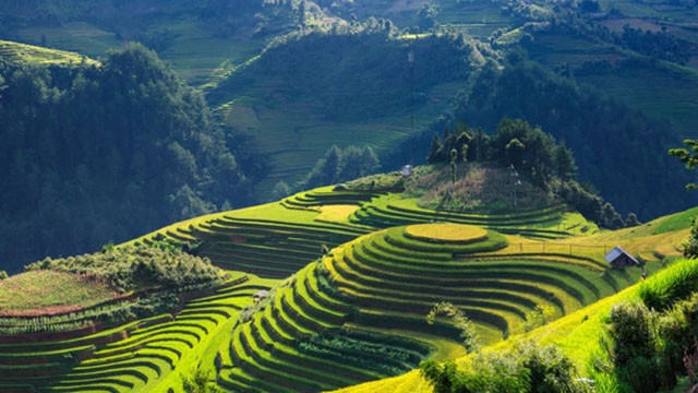 Des rizières en gradin à Sapa. Photo : Klook.