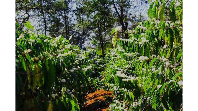Les fleurs de caféier de la région de Tây Nguyên. Photo : https://dantri.com.vn/