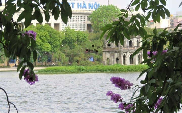 Chaque fleur est composée de 6 pétales très fins. Photo : NHÂT QUANG/NDEL.